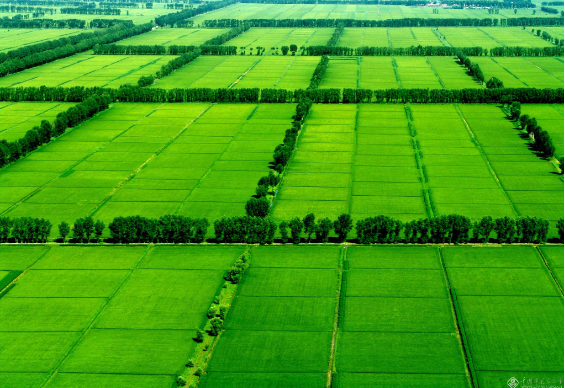 大米图片2.png 大米图片2.png